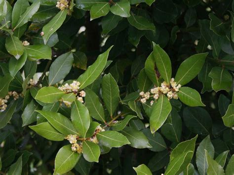 Bay leaf tree. Things To Know About Bay leaf tree. 
